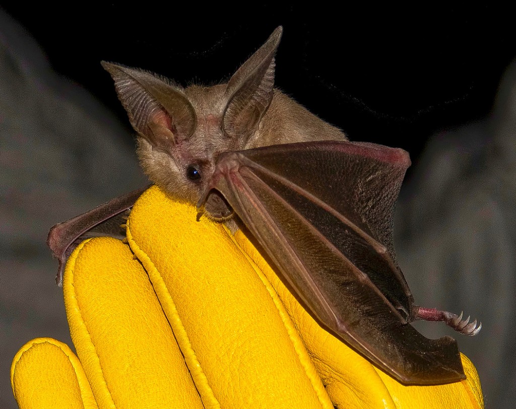 Discovering Bats at the McDowell Sonoran Preserve McDowell Sonoran