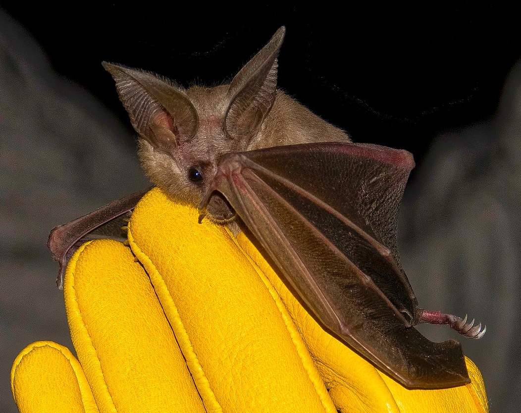 Discovering Bats at the McDowell Sonoran Preserve McDowell Sonoran