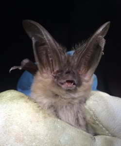 Townsends big-eared bat