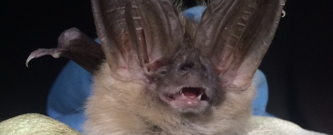 Townsends big-eared bat